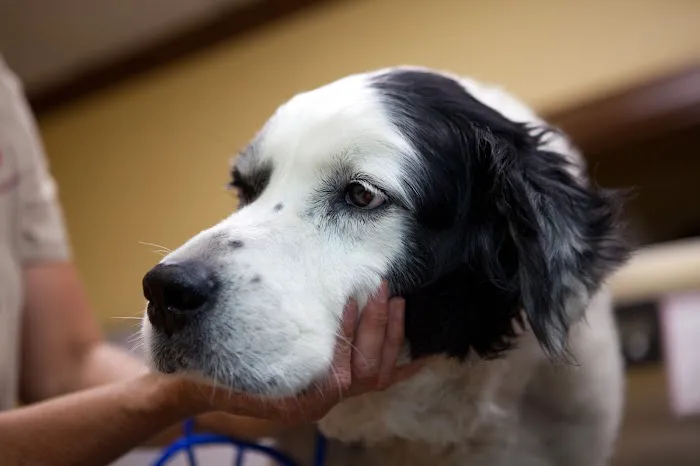 South Franklin Animal Hospital Picture 3