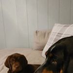 Countryside Veterinary Care