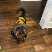 Tennessee Veterinary Care ico