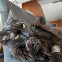 Animal Medical Center ico