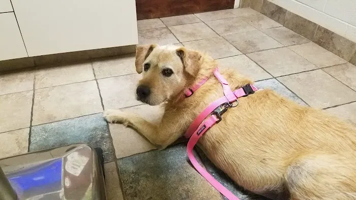Murfreesboro Animal Clinic Picture 8