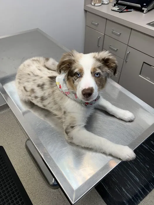 Murfreesboro Animal Clinic Picture 7