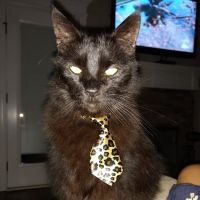 Aberlea Veterinary Life Planning, LLC ico