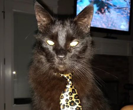 Aberlea Veterinary Life Planning, LLC