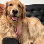 Veterinary Emergency Group