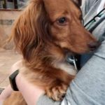 Animal Medical Center: Alexander Kathy DVM