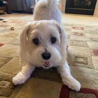 Williams Animal Hospital ico