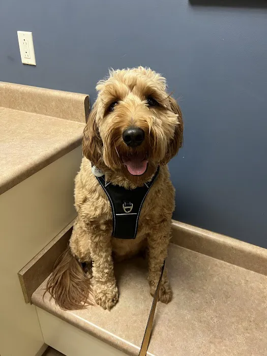 Animal Care Veterinary Hospital Picture 3