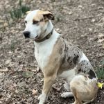 Rock- N- Country Veterinary Services