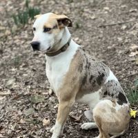 Rock- N- Country Veterinary Services ico