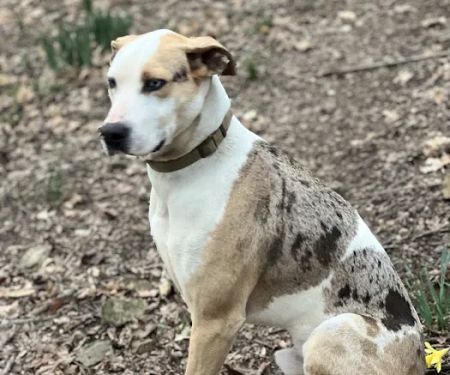 Rock- N- Country Veterinary Services
