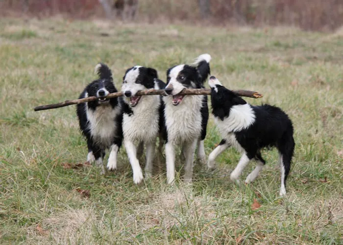 Rock- N- Country Veterinary Services Picture 6