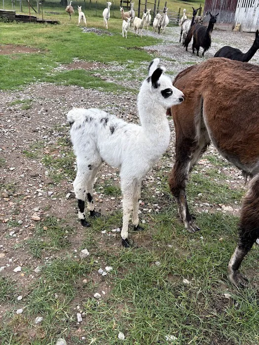 Rock- N- Country Veterinary Services Picture 10