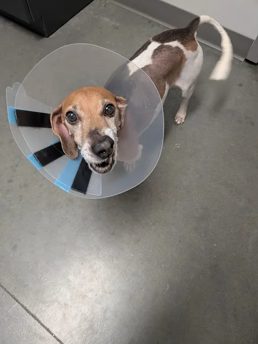Berry Farms Animal Hospital & Pet Spa Picture 2