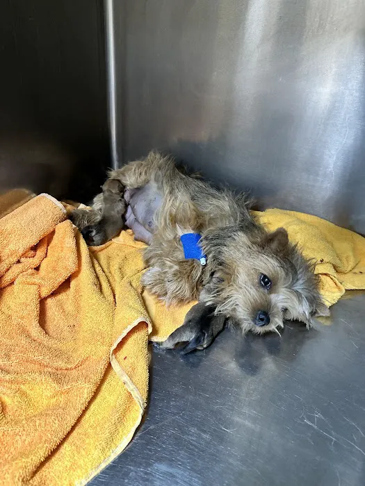 Christown Animal Hospital Picture 3