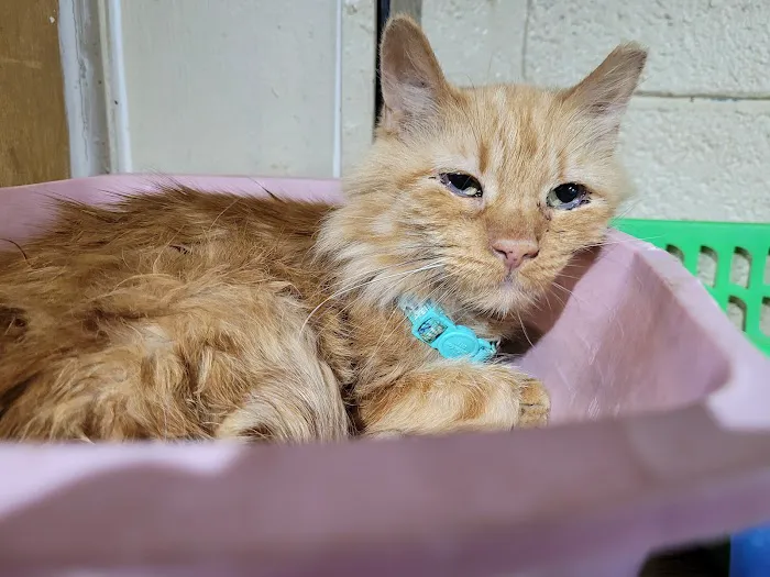 Van Aken Pet Hospital Picture 4