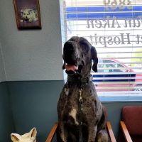 Van Aken Pet Hospital ico