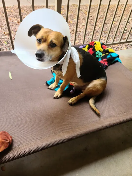 Harmony Veterinary Hospital Picture 1