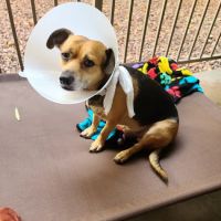 Harmony Veterinary Hospital ico