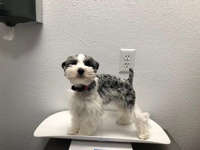 Harmony Veterinary Hospital Picture 4