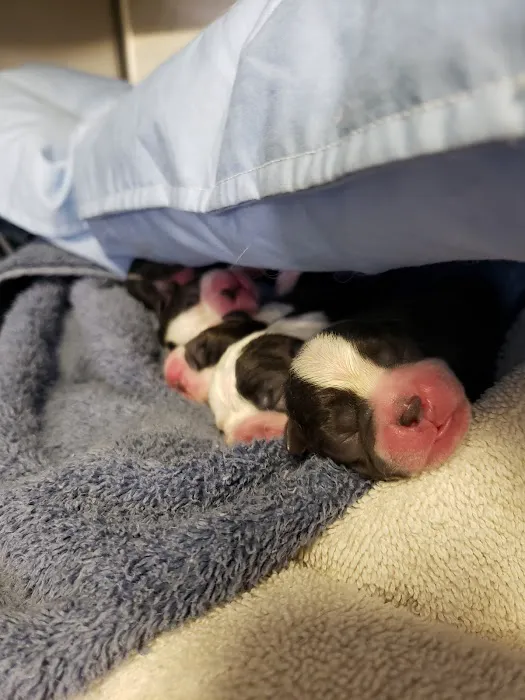 Harmony Veterinary Hospital Picture 2