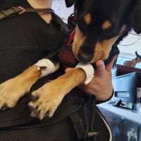 Santis Pet Clinic ico