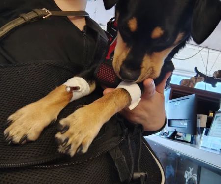 Santis Pet Clinic