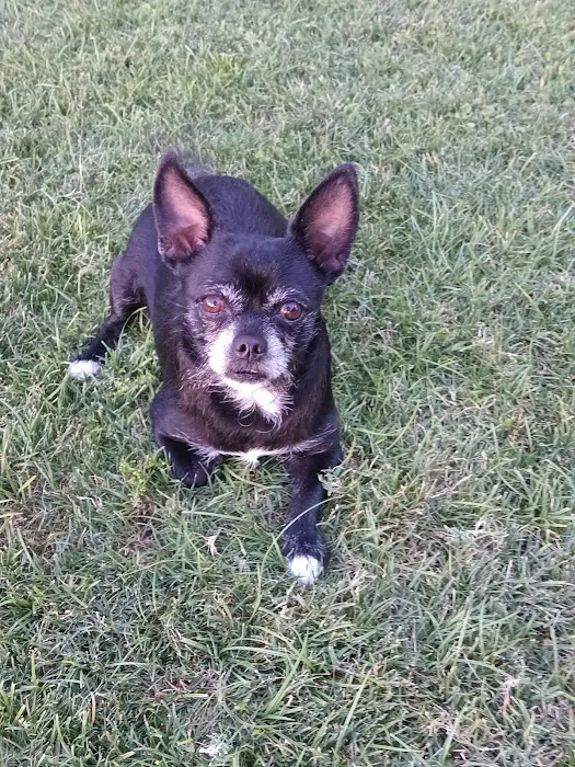 Lovet Pet Health Care - Madison Picture 9