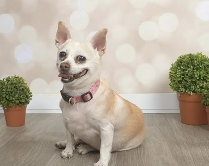 Lovet Pet Health Care - Madison Picture 1