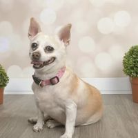 Lovet Pet Health Care - Madison ico