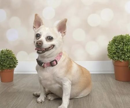 Lovet Pet Health Care - Madison