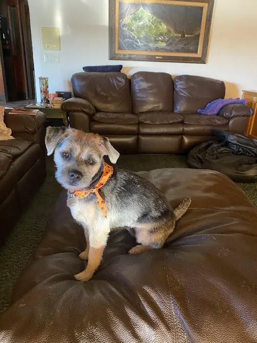 Lovet Pet Health Care - Madison Picture 10