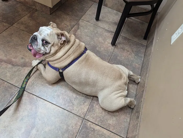 Lovet Pet Health Care - Madison Picture 5