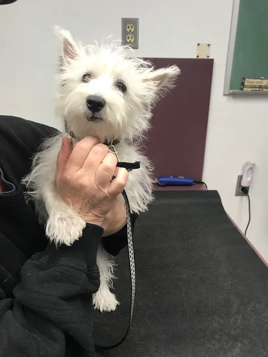 Orangewood Animal Hospital - Now Palo Verde Animal Hospital Picture 7
