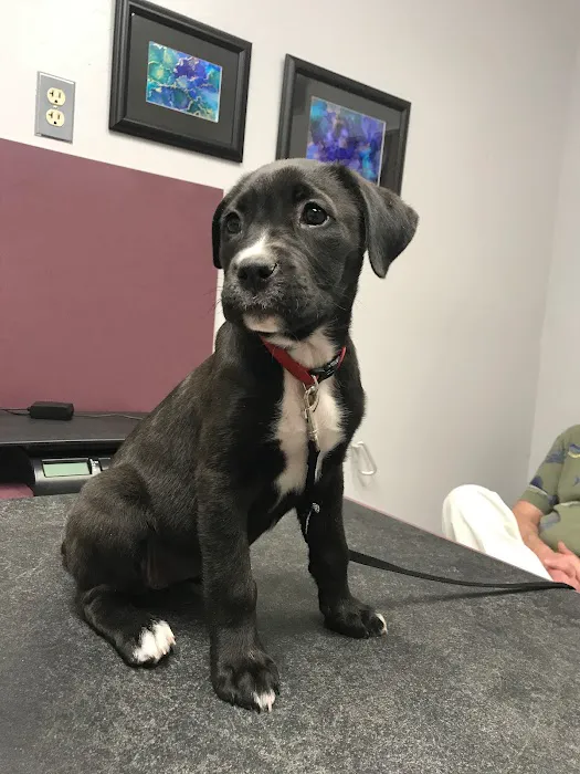 Orangewood Animal Hospital - Now Palo Verde Animal Hospital Picture 9