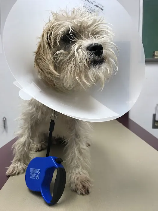 Orangewood Animal Hospital - Now Palo Verde Animal Hospital Picture 5