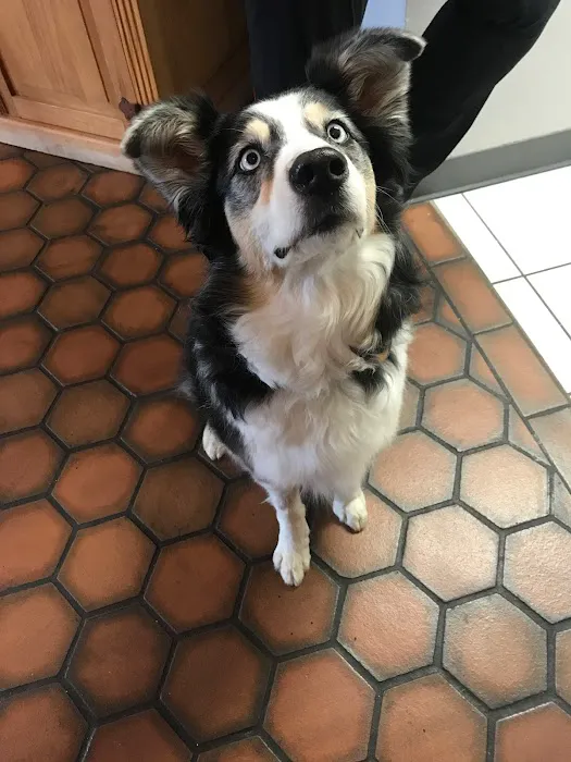 Orangewood Animal Hospital - Now Palo Verde Animal Hospital Picture 2
