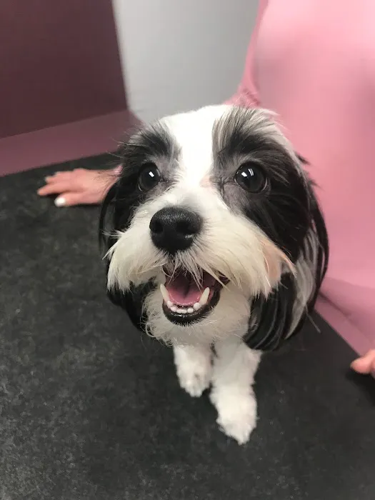 Orangewood Animal Hospital - Now Palo Verde Animal Hospital Picture 1