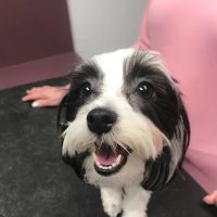 Orangewood Animal Hospital - Now Palo Verde Animal Hospital ico