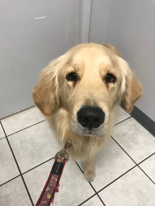 Orangewood Animal Hospital - Now Palo Verde Animal Hospital Picture 4