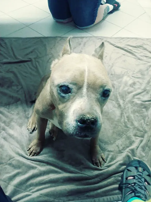 Palo Verde Animal Hospital Picture 6