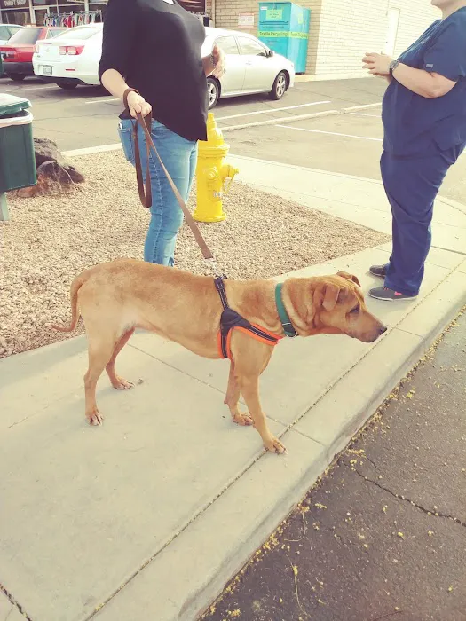 Palo Verde Animal Hospital Picture 8