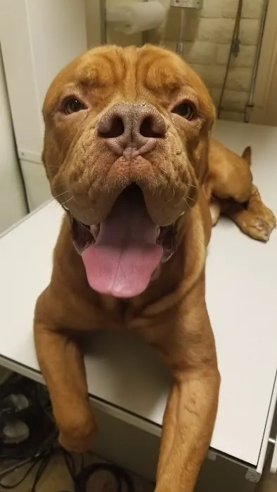 Palo Verde Animal Hospital Picture 1