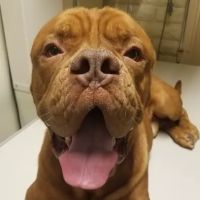 Palo Verde Animal Hospital ico
