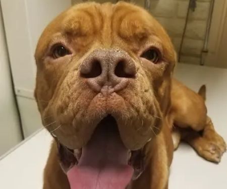 Palo Verde Animal Hospital