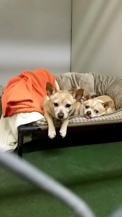Palo Verde Animal Hospital Picture 9