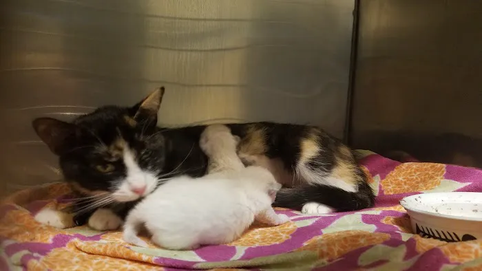 Palo Verde Animal Hospital Picture 4