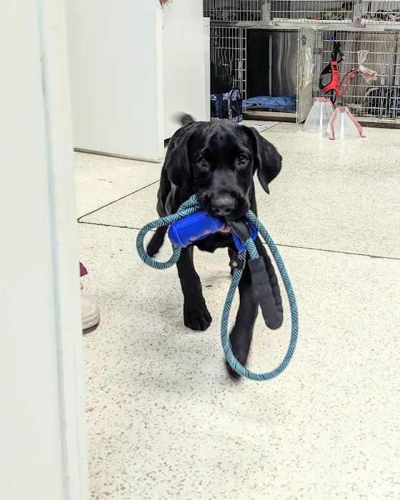 Tolleson Animal Clinic Picture 4