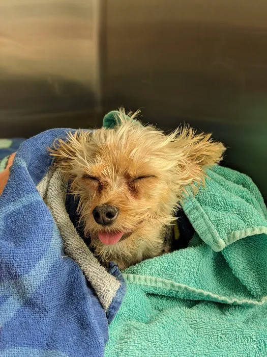 Tolleson Animal Clinic Picture 8
