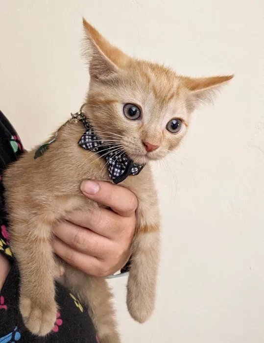 Tolleson Animal Clinic Picture 1